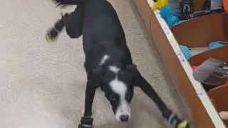 Download lagu A Dog Tries On Shoes. Video Will Leave You In Stitches mp3