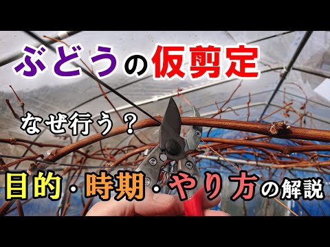 ブドウの病気の灰色の腐った果実を見分ける方法