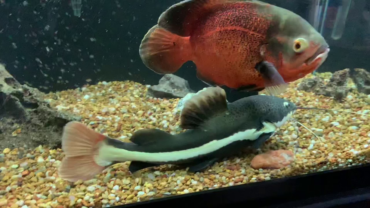 Redtail Catfish • Care Guide (Tank Setup, Mates & Diet)