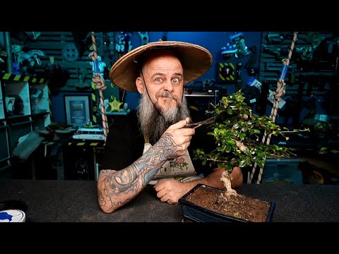 Bonsai Pflege und Beschnitt für Einsteiger (Teil 1)