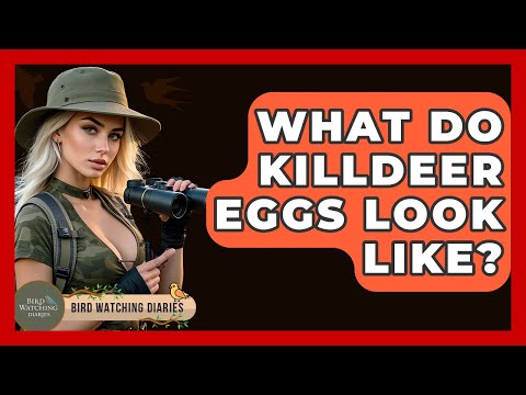What Do Killdeer Eggs Look Like? - Bird Watching Diaries