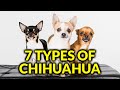 7 Different Types Of Chihuahua And Their Characteristics/Amazing Dogs