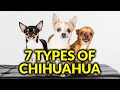 7 Different Types Of Chihuahua And Their Characteristics Amazing Dogs