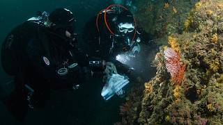 El lucrativo y peligroso mercado del coral rojo ilegal en el Mediterráneo