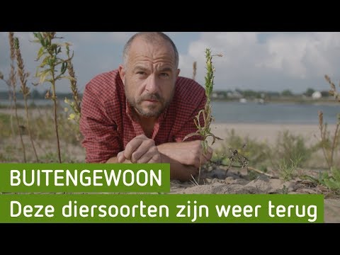 Deze diersoorten zijn weer terug in de rivier! | BuitenGewoon 5 oktober 2019