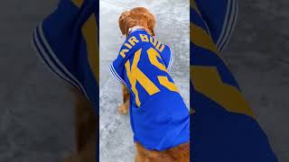 Download lagu Real Air Bud #airbuds #airbud #goldenretriever #basketball mp3