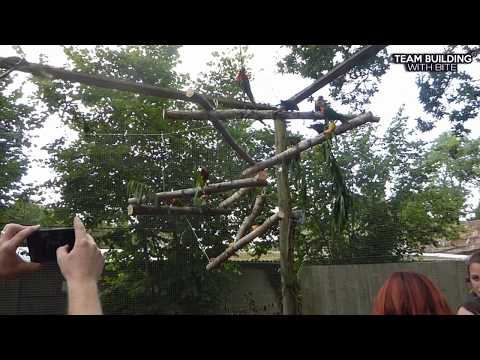 lorikeets furniture build