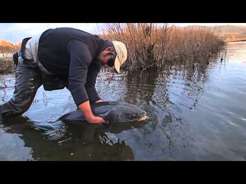 Releasing a 48-inch Taimen in Mongolia 