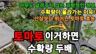 토마토 많이 수확하려면 반드시 이거 4가지! 하세요! #토마토재배 #토마토키우기 #토마토많이열리게하기 #토마…