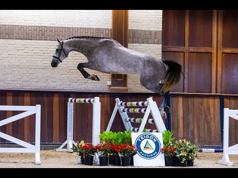 Oase VDL (Zirocco Blue VDL x Indoctro) - Size 1.75m - Born 2019