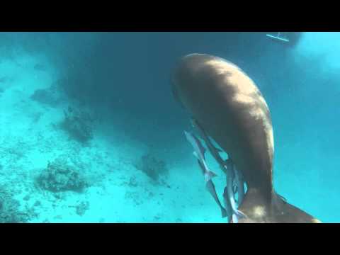 Video thumbnail — Endangered Dugong Underwater (Dugong dugon) Marsa Alam Egypt 2014