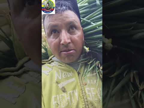 cómo se carga un viaje de cebolla larga en Aquítania Boyacá #campo #agricultura