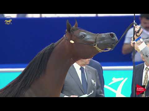 N 161 BASHIR ALBASHIR   Dubai 2019   Colts in 2 years old Class 10