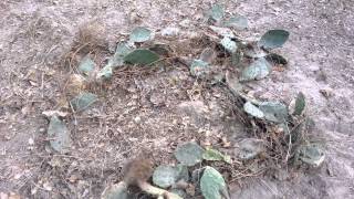 astv-  HOGS MOW DOWN A CACTUS ! texas bow hunting hog how to