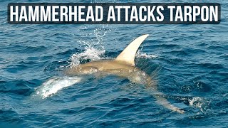 Hammerhead Shark Attacks Tarpon - Fan Can't Believe It!!