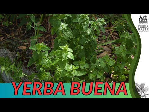 Growing YERBA BUENA: Quick Tips for (Clinopodium douglasii)