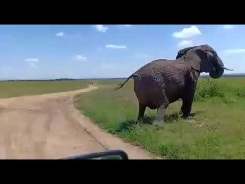 A Rare Scene of An Elephant  Giving Birth #elephants #elephantvideos  #AfricanElephant