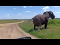 A Rare Scene Of An Elephant Giving Birth Elephants Elephantvideos AfricanElephant