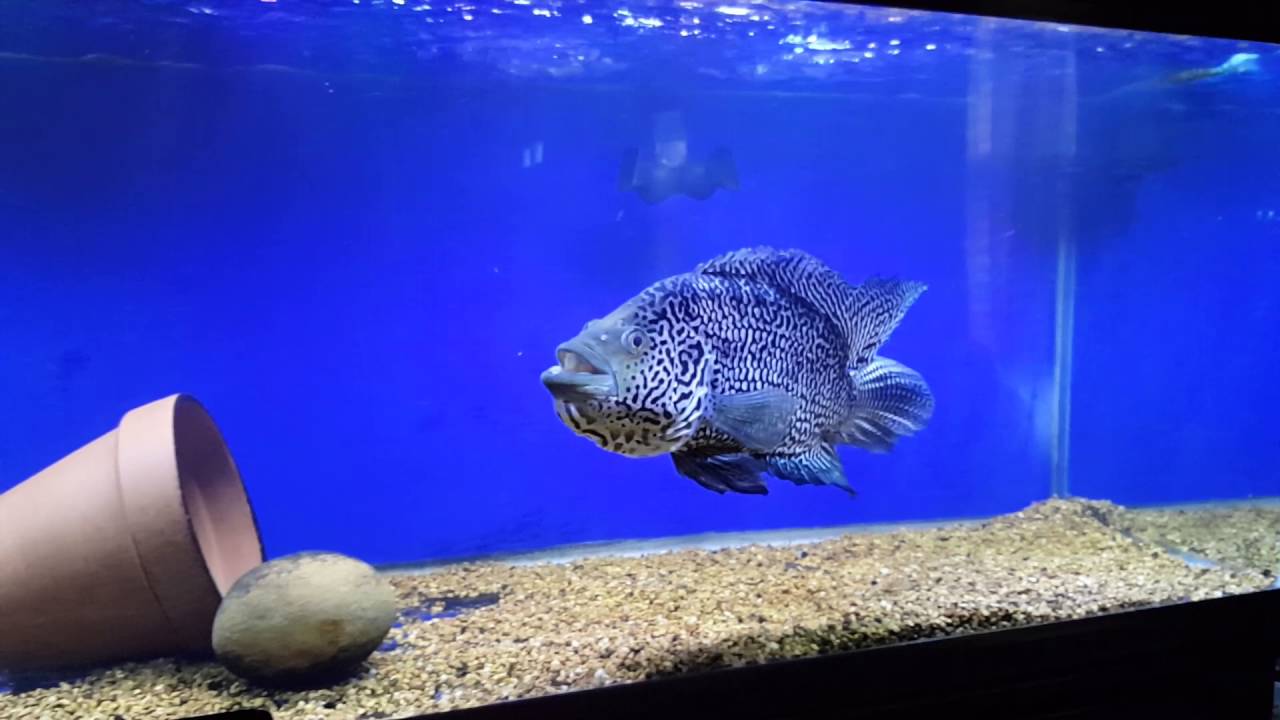 Jaguar Cichlid • Care Guide (Tank Setup, Mates & Diet)
