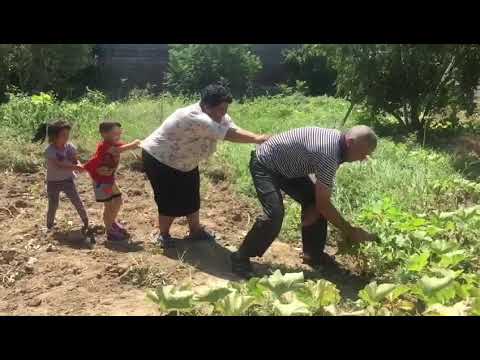 Turpun nagili, Turpun nağılı, Сказка про репку, The turnip
