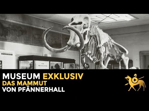 Das Mammut von Pfännerhall | Museum exklusiv