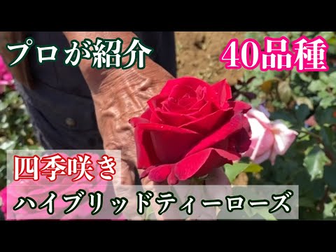 フロリバンダ ローズ 'ボニカ '82' 植物