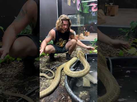 Huge KING COBRA! #shorts #short #animal #snake #KingCobra #Cobra