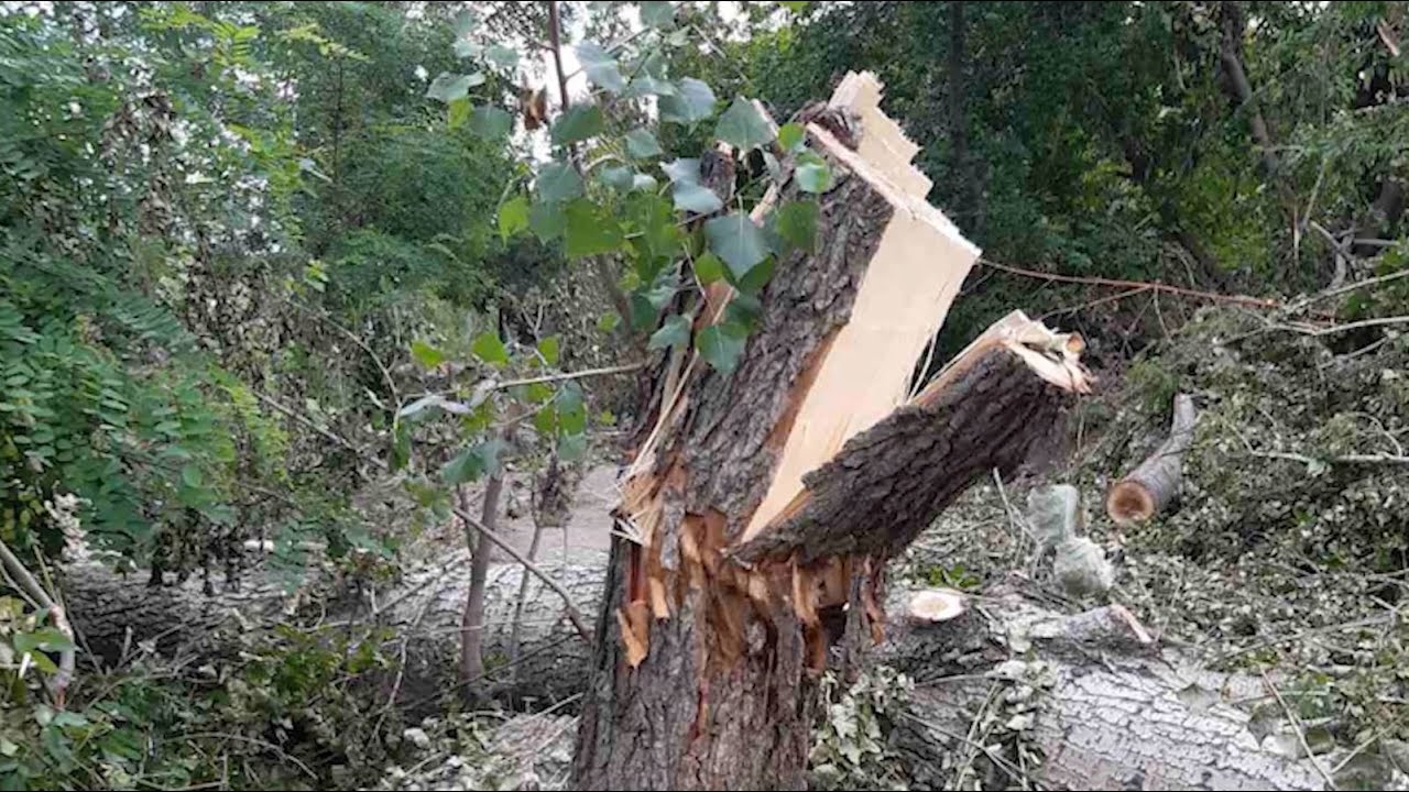 10 կանգուն ծառ էր հատել․ Գուգարքի ոստիկանների բացահայտումը