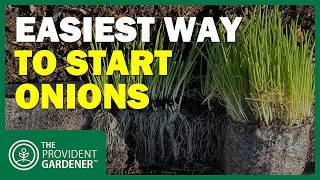 Seed Snail Method: The EASIEST Way to Start Onions from Seed