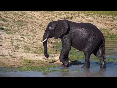 Djuma: Small  group of Elephants get a sip and dip - 16:30 - 02/02/2022