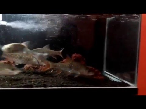 Hampala Macrolepidota Tank Feeding