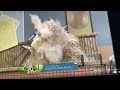 Sesame Street Put Down The Duckie Introduction