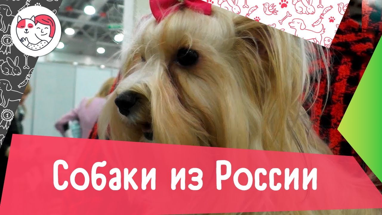 Породы собак, выведенные в России. Выпуск №2