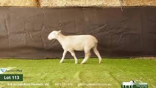 Download lagu Lot 113 mp3 Download lagu Lot 113 mp3