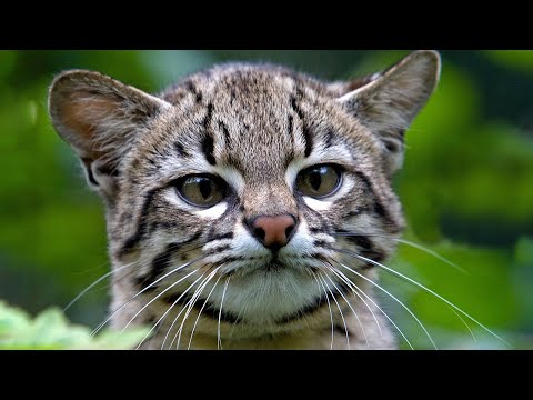 Супер котики. Маленькие хищники. Топ кошки  / Случаи с Животными Снятые На Камеру