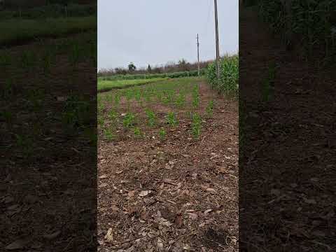 chácara Lacerda guarantã Pará município de pau D'arco