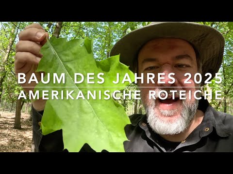 The red oak (Quercus rubra) - Tree of the Year 2025
