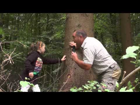 Natur zu Netz Initiative Leimen - Fichte - Baumharz