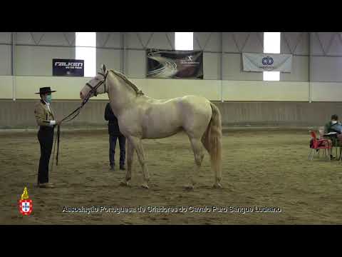 210204 2 Jubileu d´Oliveira - Aprovação de Garanhões