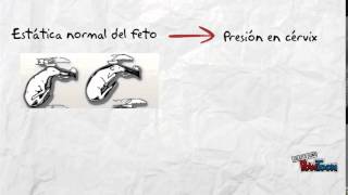 Parto en oveja (cascada hormonal)