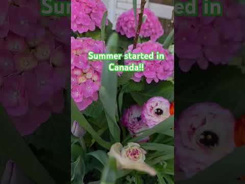 #Gomathi #Summer #Sunny #Flowers #Colorful #Toronto #Canada ❤️