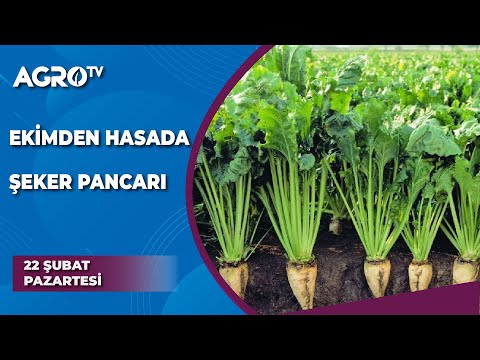 , title : 'Ekimden Hasada Şeker Pancarı /Pancar Şekeri - AGRO TV'