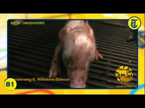 Nieuwsflits 20 Juni 2011 - Gifslangen uitgezet op Heuvelrug