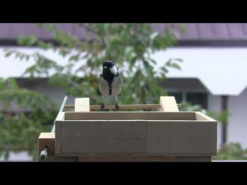 シジュウカラをバルコニーに引き寄せる方法は？彼らの冬の好きな食べ物は何ですか?  庭園