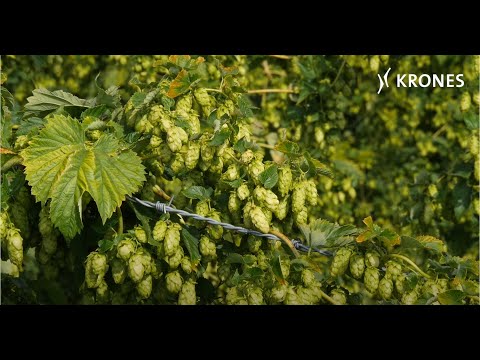 Hop Picking
