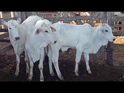 FEIRA DE GADO DE CAMPO GRANDE-AL 27/12/2025 #nordeste 