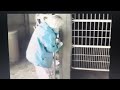 America S Funniest Home Videos European Videos Season 8 Part 1