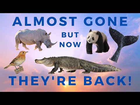 Saved from Extinction - How human intervention saved 5 species (part 1)