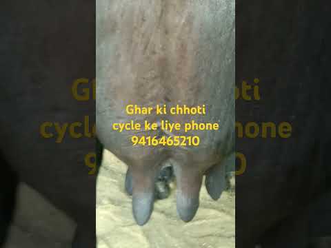 Sukhbir dairy farm Bhiwani Haryana