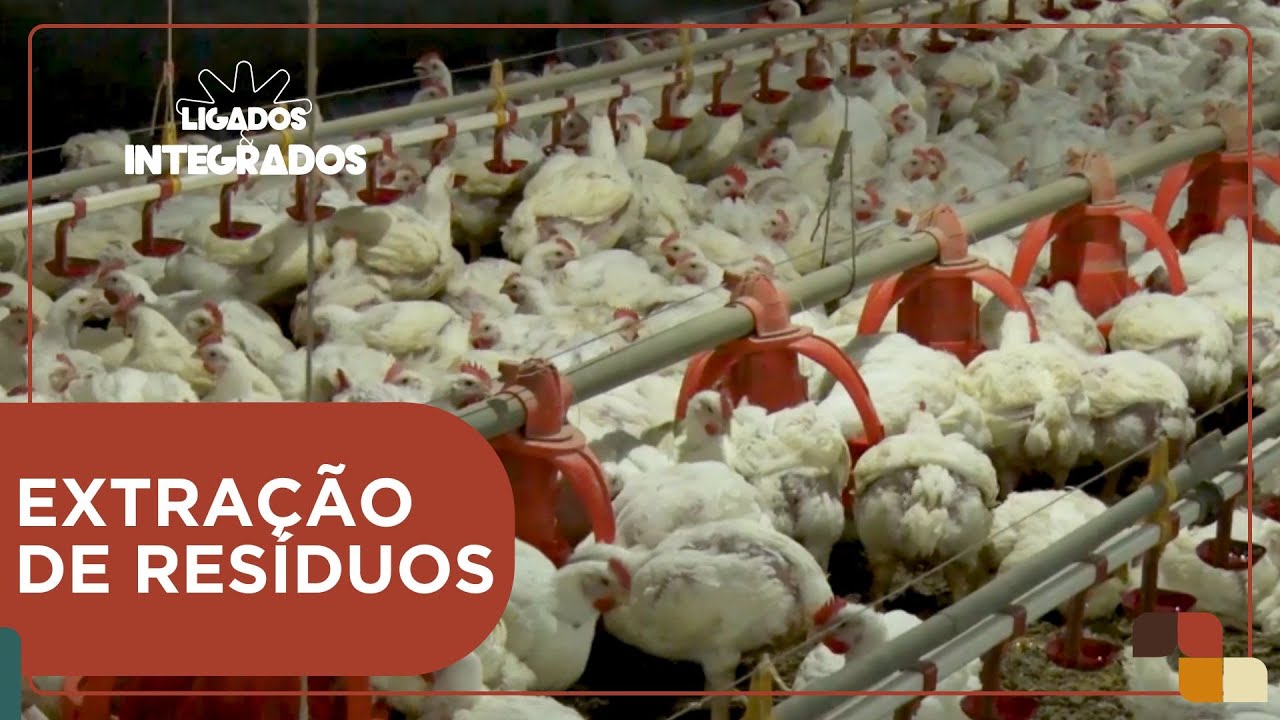 Como a extração de proteínas de aves é sustentável para o setor? | Ligados & Integrados - 16/09/2024